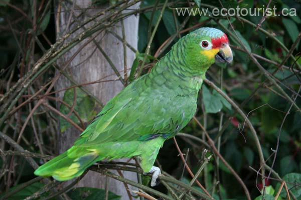 costarica200