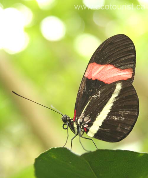 costarica243