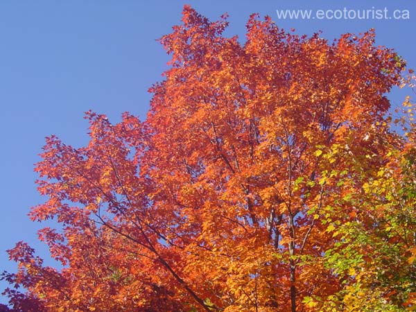 autumn_canada101