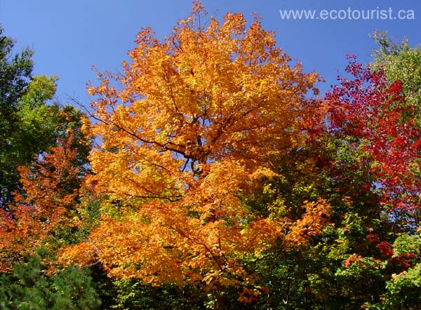 autumn_canada102