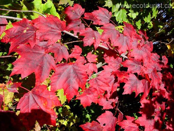 autumn_canada104