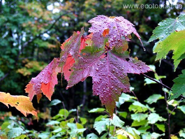 autumn_canada106