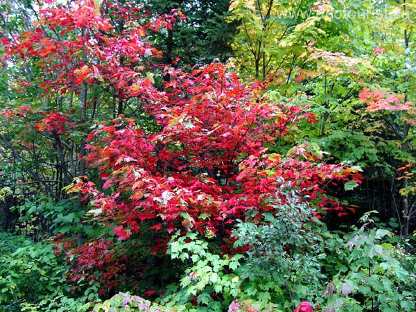 autumn_canada109