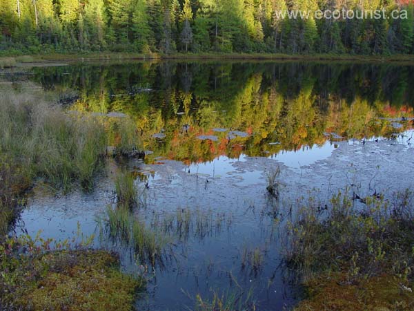 autumn_colors101