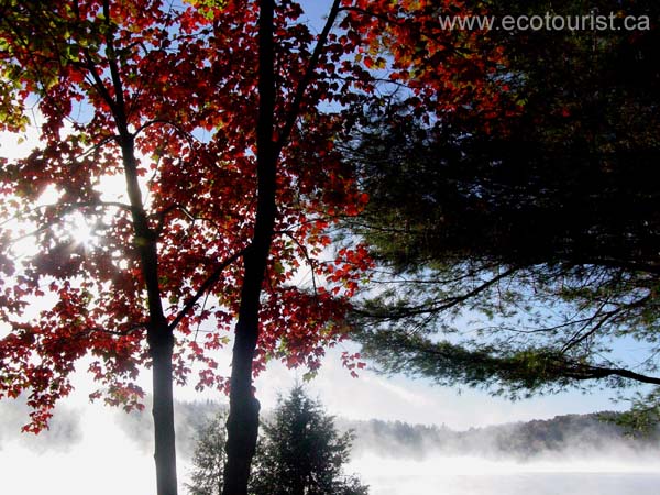 autumn_colors103