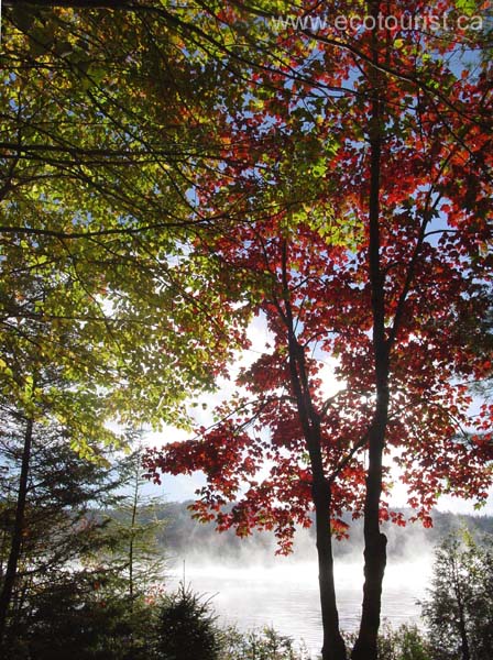autumn_colors104