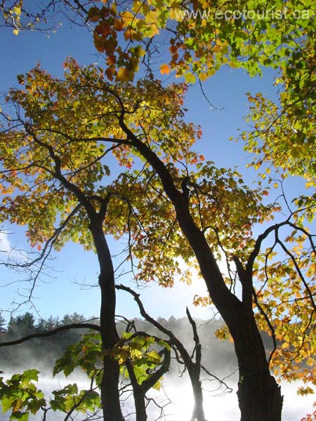 autumn_colors109