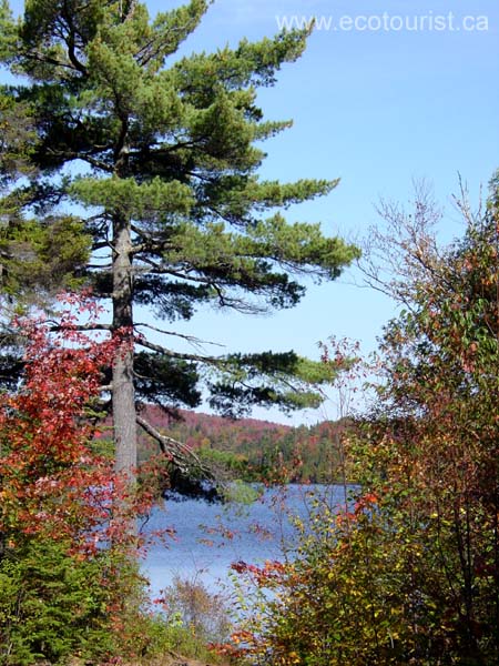 autumn_colors115