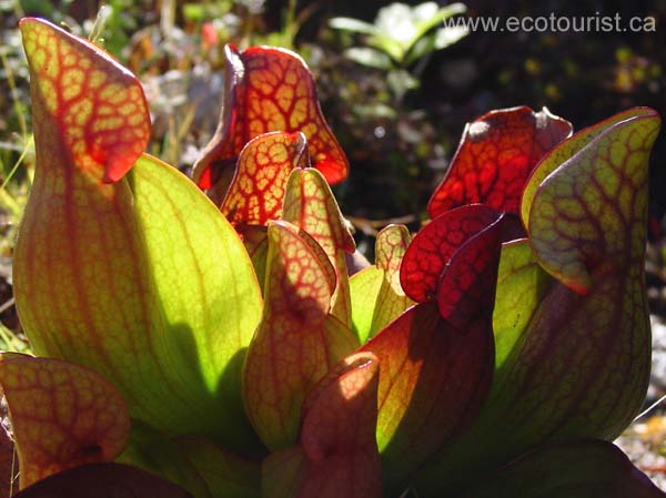 autumn_colors119