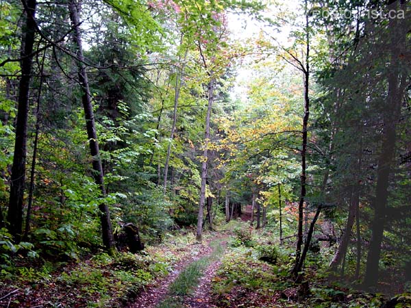 fall_colors101