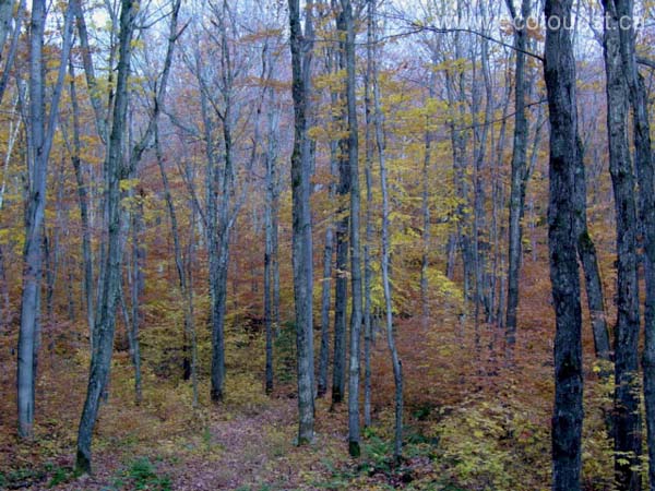 fall_colors102