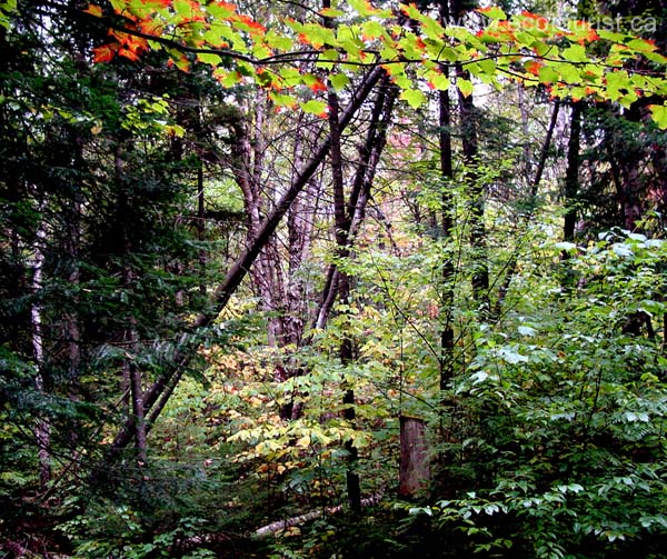 fall_colors103