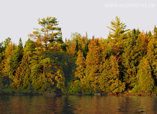 fall_colors109