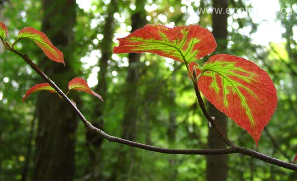 fall_colors110