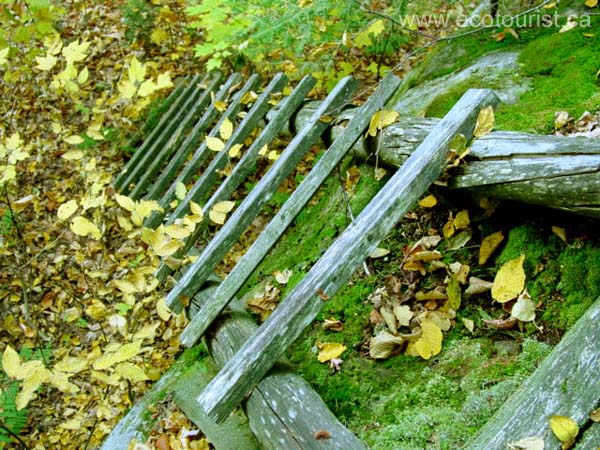 fall_colors111