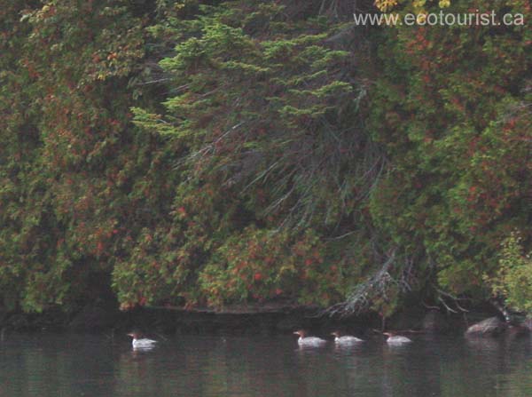 fall_colors112