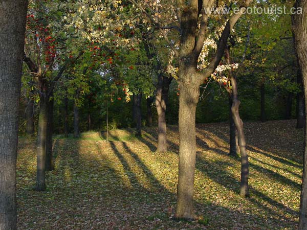 fall_colors117