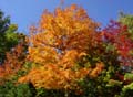 autumn_canada102
