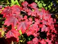 autumn_canada104