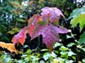 autumn_canada106