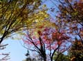 autumn_canada107
