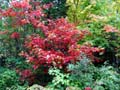 autumn_canada109