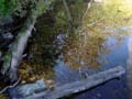 autumn_colors111