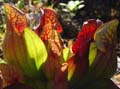autumn_colors119