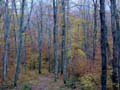 fall_colors102