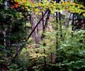 fall_colors103