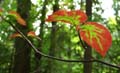fall_colors110