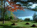 fall_colors115