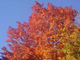 fall colours autumn automne quebec