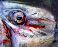 lake_ontario_salmon114