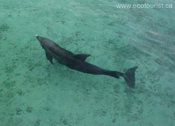 moorea218
