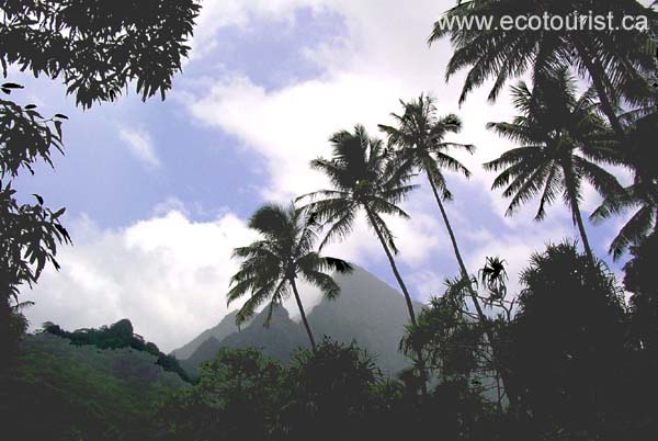 tahiti_moorea110