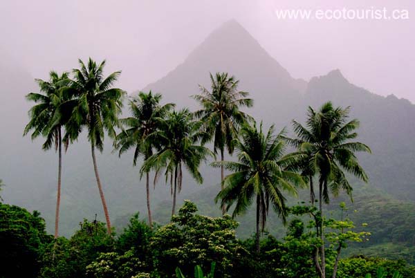 tahiti_moorea111